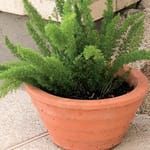 View Deco Series Planters